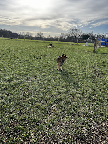 Grow Walkies, Dog Field, Colchester in Ardleigh