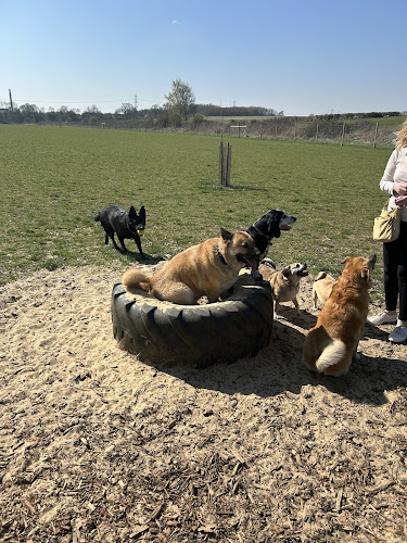 Grow Walkies Dog Field, Graveley in Hitchin