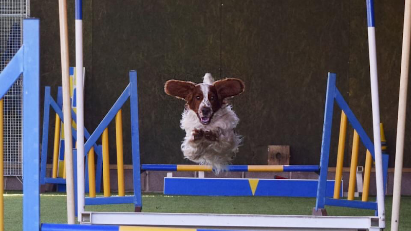 Hampshire Dog Club, Dog Field, Southampton - Field 1 in Hampshire