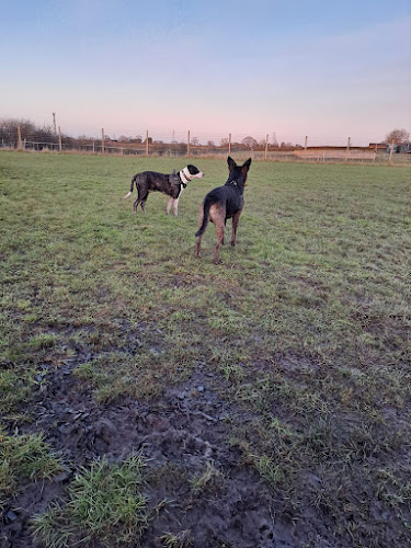 Happy Hounds Freedom Dog Field, Ilkeston in Ilkeston