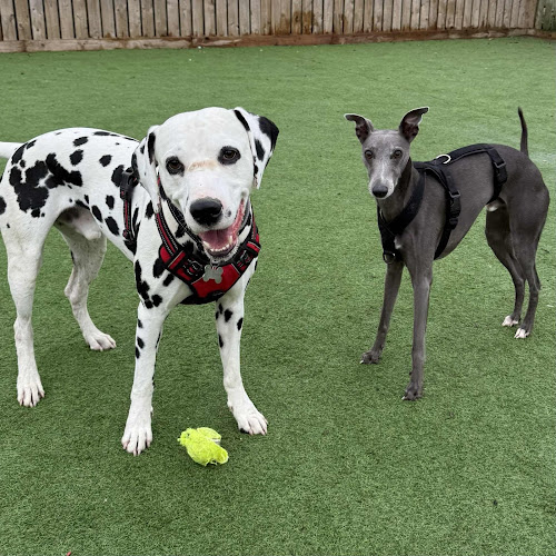 Hawthorn Kennels -Private Field and Agility Area Hire in Newcastle upon Tyne