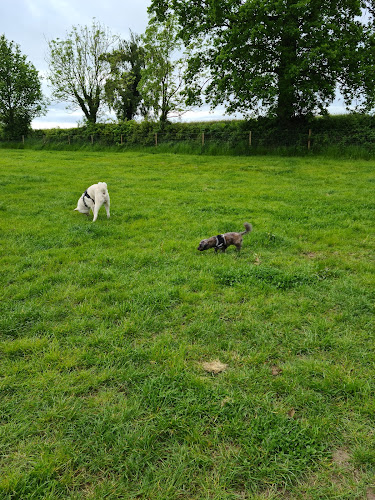 Holme Meadow Secure Dog Field, Stafford in Staffordshire