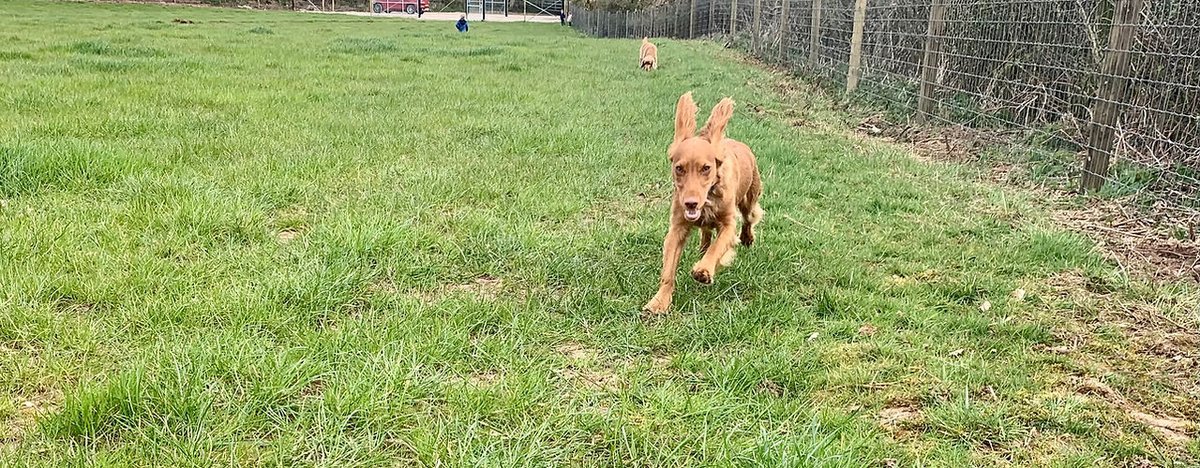 Holme Meadow Secure Dog Field in Stafford