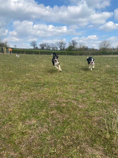 Hopwood Dog Run in Birmingham