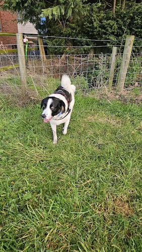 Horsepool Dog Park, Halesowen in Worcestershire