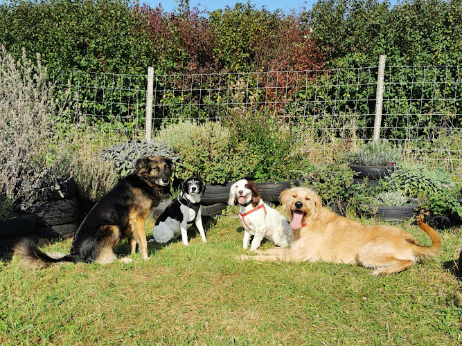 Hounds & Hooves Ltd Dorset-dog training, dog walking, private hire fields in Dorchester
