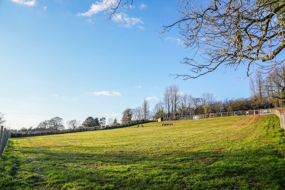 Ipplepen Dog Park, Newton Abbot in Exeter