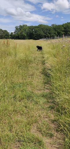 Its The Dogs (Dog Field), West Horsley in Surrey