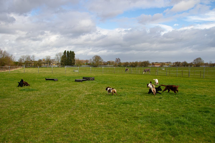 Jack’s Place Dog Field, Norton in Doncaster