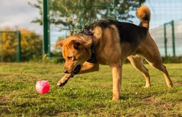 Jerry Green Dog Rescue enclosed paddock in Broughton