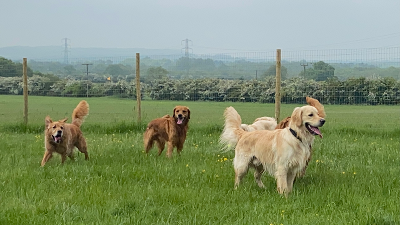 Just A Dog In A Field, Alcester [Reviewed] in Worcestershire