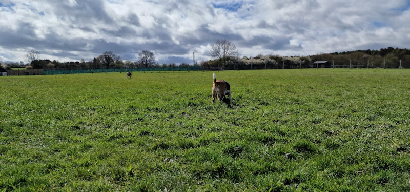 K9 Acres Dog Field, Lichfield in Staffordshire