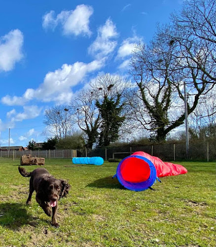K9 Unleashed, South Walsham in Norwich