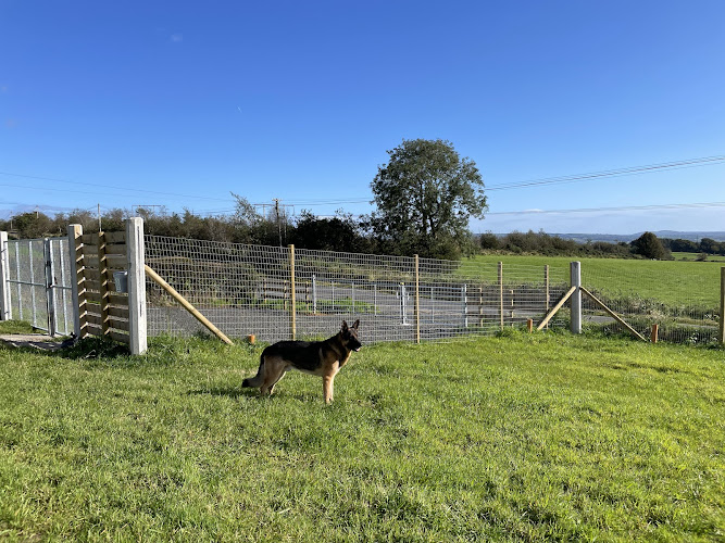 K9s on the Collin, Ballyclare in Ballyclare