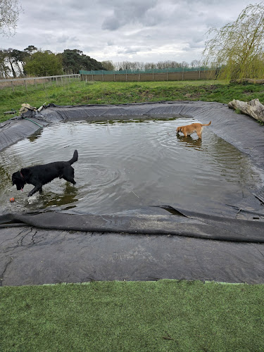 Kenny Hill Dog Adventure Park, Kenny Hill in Mildenhall
