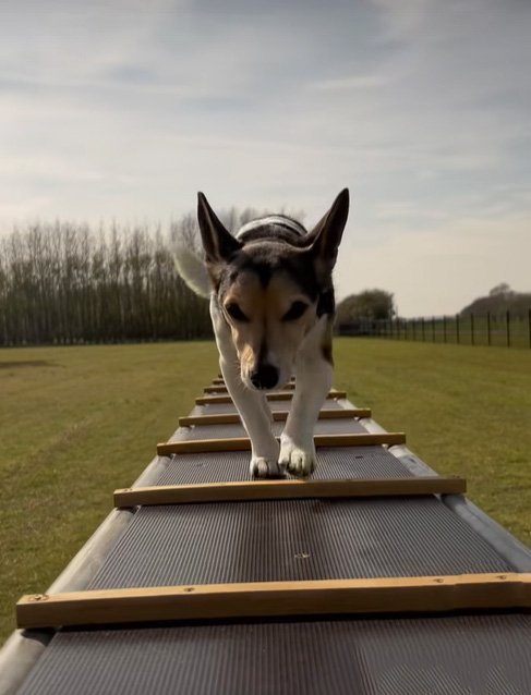 Lakeside Secure Dog Park, Old Leake in Lincolnshire