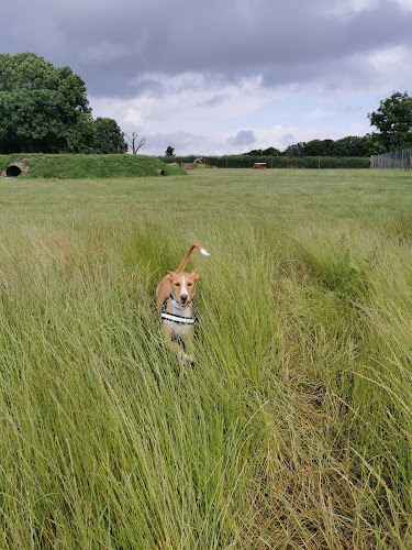 Larches Dog Fields, Thornbury in Tytherington