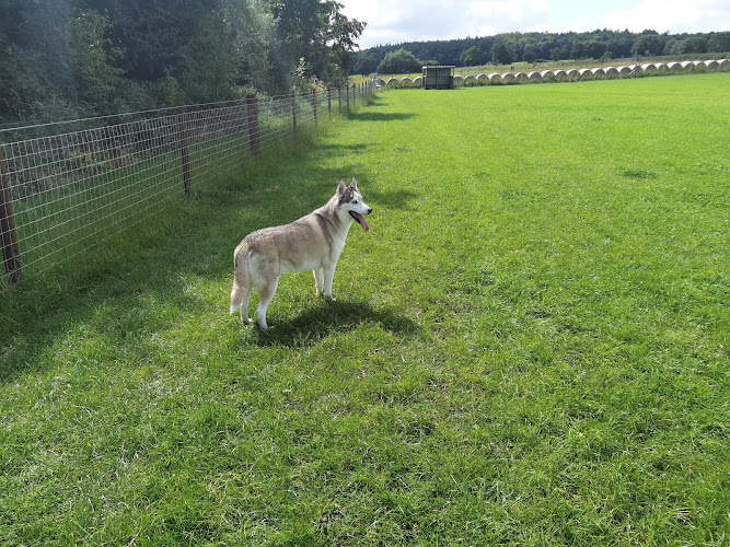 Let The Dogs Run, Wakefield in Wakefield