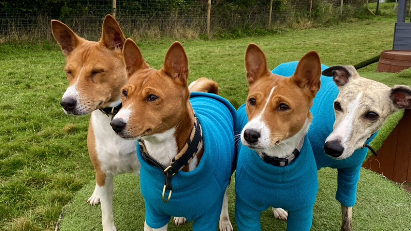 Lets Walk Private & Secure Dog Field, Motherwell in Motherwell