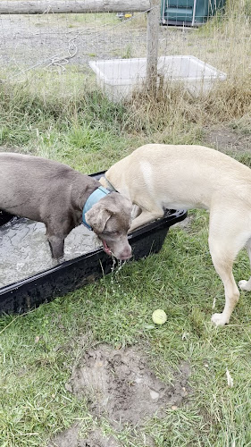 Manor Farm Dog Meadow, Oxwick in Norfolk