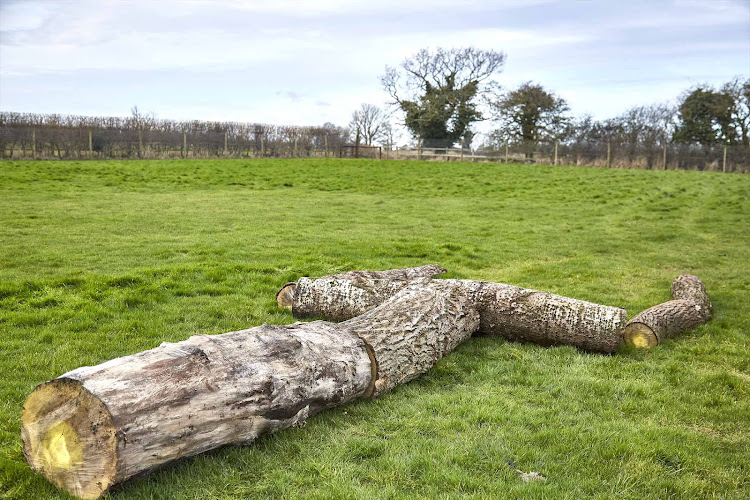 Martham Paw Ground Dog Fields - The Spinney in Bastwick