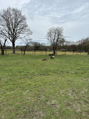 Marvellous Hounds Dog Park, Evesham in Evesham