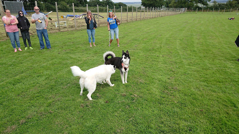 Meadow View Dogs Enclosed Field in North West of England