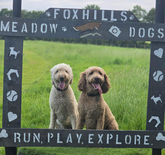 Meadows Dog Walk & Play, Selby in North Yorkshire