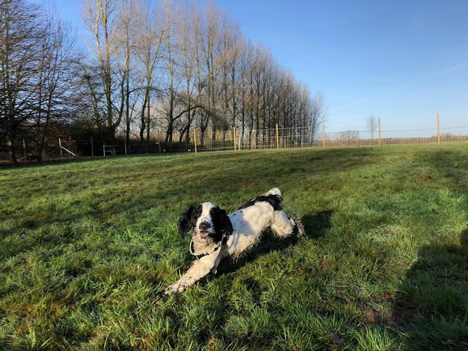 Merrist Wood Dog Day Care Field Hire in Worplesdon