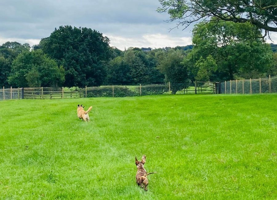 Merry Meadows Secure Dog Field, Horsley Woodhouse in Derbyshire