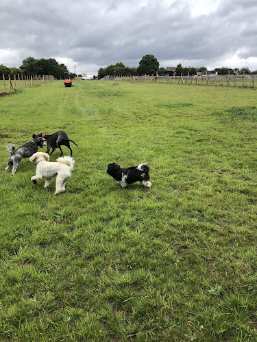 Middle Hattons Hounds in South Staffordshire