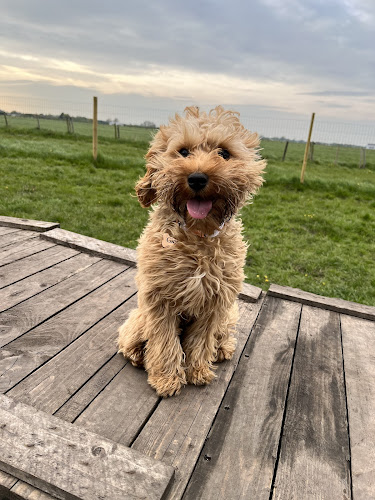 Midge Hall Secure Dog Field, Leyland in South Ribble