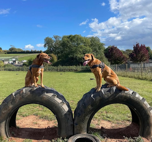 Millside Dog Park, Nottingham in Nottinghamshire