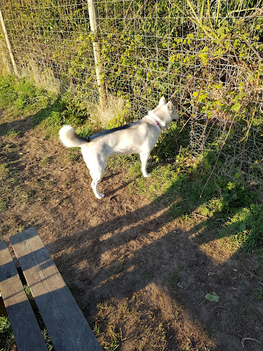 Molescroft & Walkington Dog Walking Fields - Walkington in East Riding of Yorkshire