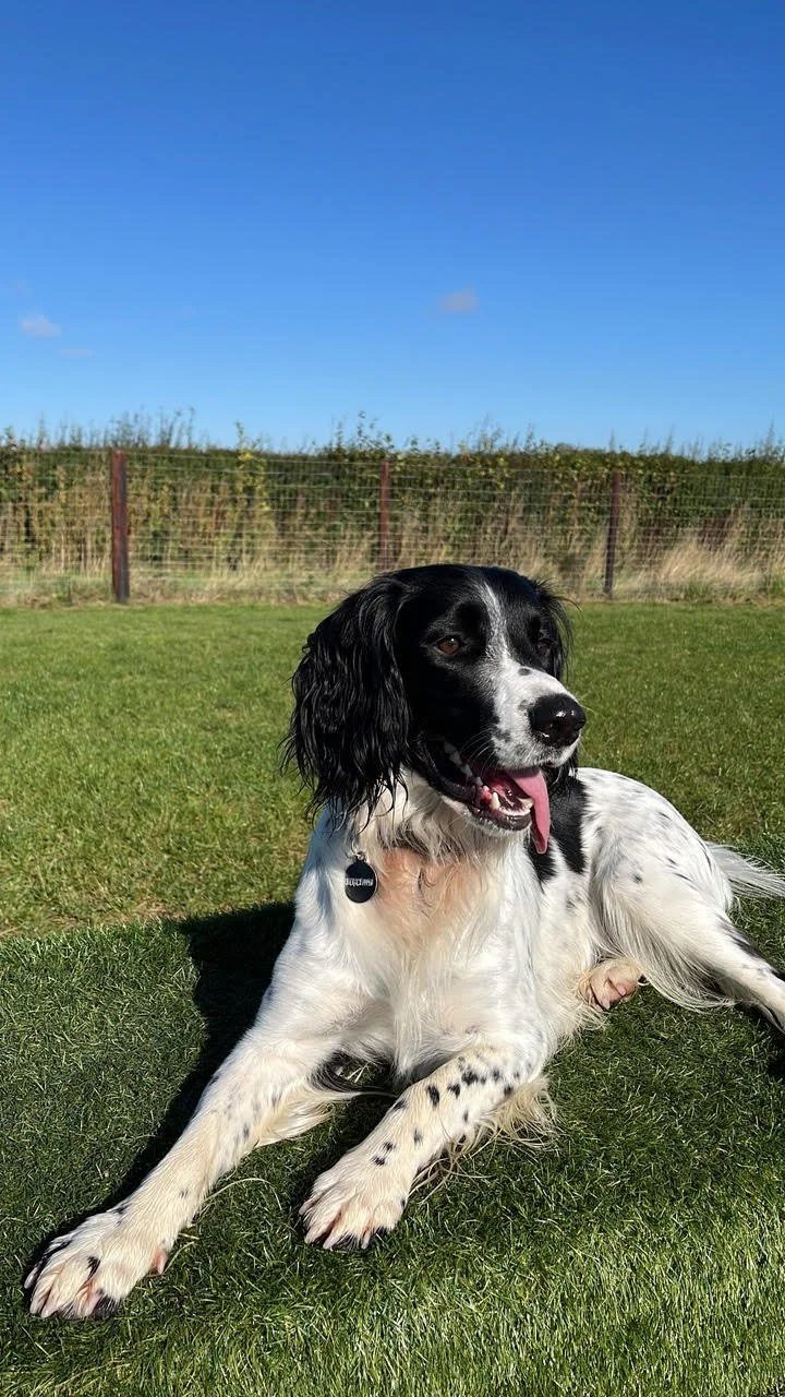 Carr Secure Dog Walking Field in Beverley