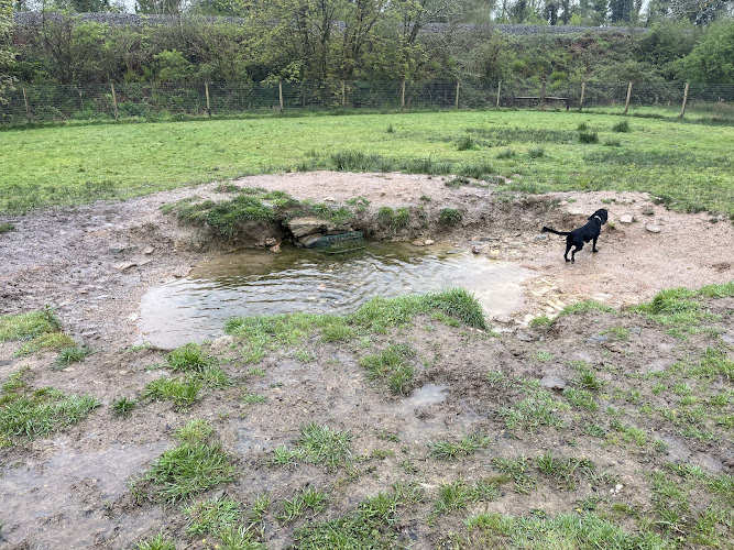 Mutts on the Moor in Plymouth