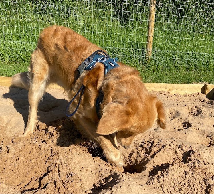 My Happy Hounds Dog Fields, Northallerton in Darlington