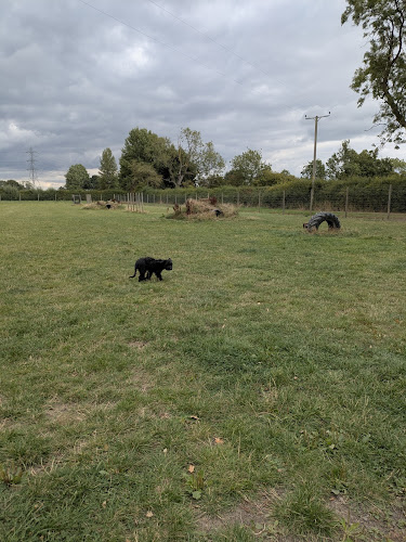 Narrow Lane Canine Play Dog Field, York in York