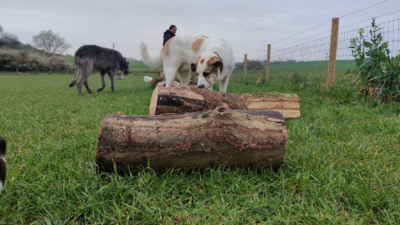 Naughty Paws Dog Walking Field, Stevenage in Hertfordshire