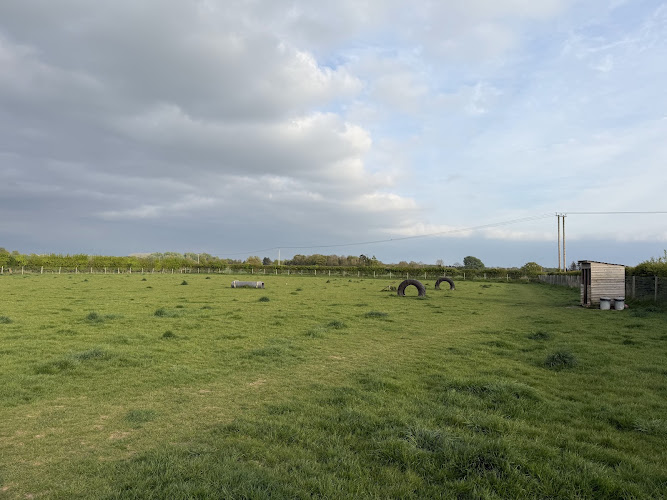 Newton Farms Secure Dog Field, Newton in Cambridgeshire