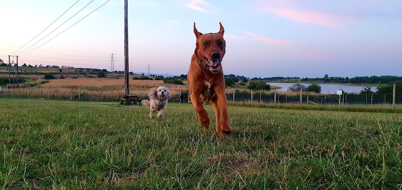 Off The Lead Dog Park, Glasgow in Glasgow