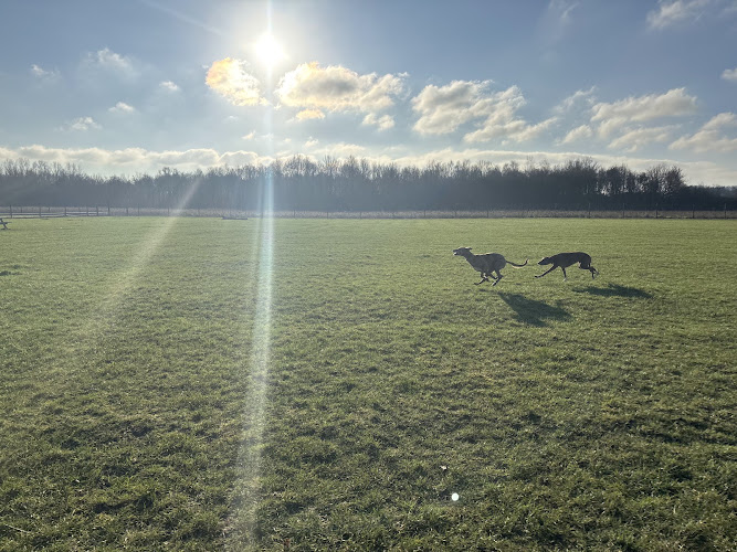 Olivers Dog Walking Field, Witham in Essex