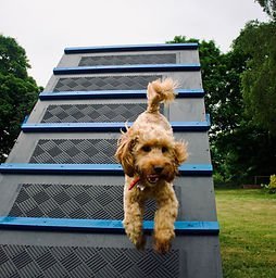 On All Pawz Mansfield Dog Park in Mansfield