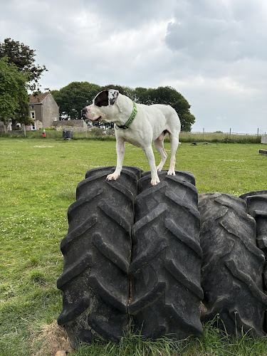Paddock for Paws Richmond, Richmond in Northallerton