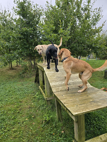 Paula’s Pawsome Dog Park, The Heywood in Norfolk