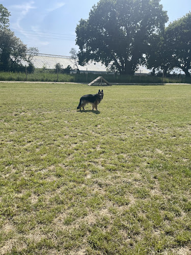 Paw Paddock - Secure Dog Field, Fareham in Portsmouth