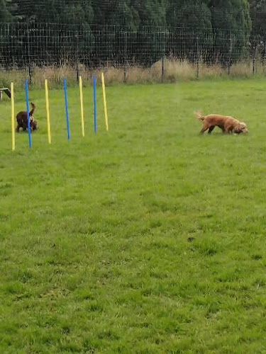 Paws And Agility in Airdrie