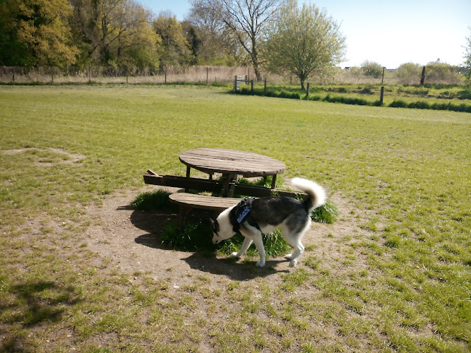 Paws For Play, Dog Field, Wymondham in Norfolk