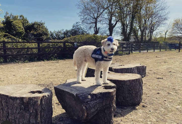 Paws in the Park Chichester in Chichester