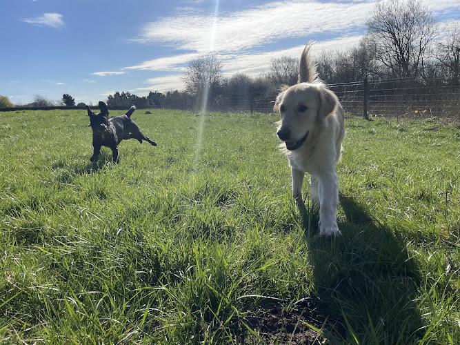 Paws4ThoughtDogs, Medmenham in Buckinghamshire